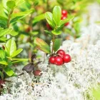 Yrityksen 2 kuva PIIRAISEN VIHERPALVELU OY Maisemanhoitopalvelut  Kajaani 05