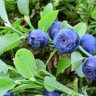 Yrityksen 9 kuva PIIRAISEN VIHERPALVELU OY Maisemanhoitopalvelut  Kajaani 05