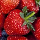 Yrityksen 1 kuva PORKON MANSIKKATILA  Ruotsalo 07