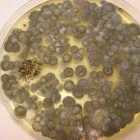 Yrityksen 1 kuva RAKENNUSKONSULTOINTI ANN OY Muu rakennustekninen palvelu  Helsinki 18