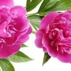 Yrityksen 1 kuva SALON SOILE KALLUNKI KY Kauneudenhoitopalvelut  Helsinki 18