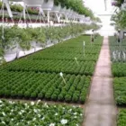 Yrityksen 1 kuva SÄYNÄJÄAHON PUUTARHA Koristekasvien viljely  Oulu 14