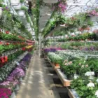 Yrityksen 2 kuva SÄYNÄJÄAHON PUUTARHA Koristekasvien viljely  Oulu 14