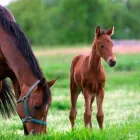 Yrityksen 1 kuva SEY SUOMEN ELÄINSUOJELU RY Muualla luokittelemattomat muut järjestöt  Helsinki 18