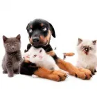 Yrityksen 2 kuva SEY SUOMEN ELÄINSUOJELU RY Muualla luokittelemattomat muut järjestöt  Helsinki 18