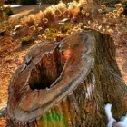 Yrityksen 1 kuva SMP ARBORISTIT OY Metsätaloutta palveleva toiminta  Tampere 11