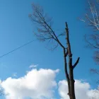 Yrityksen 3 kuva SMP ARBORISTIT OY Metsätaloutta palveleva toiminta  Tampere 11