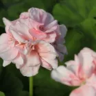 Yrityksen 1 kuva SOUKON PUUTARHA  Karhe 11