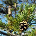 Yrityksen 1 kuva SUOMEN METSÄKESKUS, ITÄINEN PALVELUALUE ÄÄNEKOSKI  Äänekoski 08