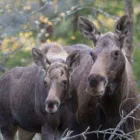 Yrityksen 2 kuva SUOMEN RIISTAKESKUS Metsänhoito  Helsinki 18