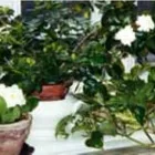 Yrityksen 4 kuva SUOMEN VALKONAUHALIITTO - FÖRBUNDET VITA BANDET I FINLAND RY Muualla luokittelemattomat muut järjestöt  Helsinki 18