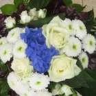 Yrityksen 4 kuva TAIKAKUKKA Kukkien vähittäiskauppa  Helsinki 18