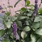 Yrityksen 2 kuva TAIMIMAA Kukkien ja taimien tukkukauppa  Espoo 18