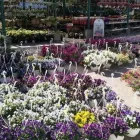 Yrityksen 3 kuva TAIMIMAA Kukkien ja taimien tukkukauppa  Espoo 18