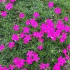 Yrityksen 4 kuva TAIMIMAA Kukkien ja taimien tukkukauppa  Espoo 18