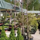 Yrityksen 5 kuva TAIMIMAA Kukkien ja taimien tukkukauppa  Espoo 18