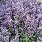 Yrityksen 6 kuva TAIMIMAA Kukkien ja taimien tukkukauppa  Espoo 18