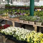 Yrityksen 7 kuva TAIMIMAA Kukkien ja taimien tukkukauppa  Espoo 18