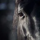 Yrityksen 1 kuva TAIVALKUNNAN ELÄINLÄÄKÄRIT  Nokia 11