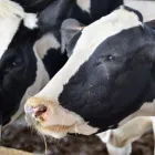 Yrityksen 1 kuva TILAVILJASEKOITUS OSKA OY Kotieläinten rehujen valmistus  Nivala 14