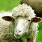 Yrityksen 1 kuva TM-LOMITUS OY Yhdistetty kasvinviljely ja kotieläintalous (sekatilat)  Oulu 14