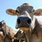 Yrityksen 4 kuva TM-LOMITUS OY Yhdistetty kasvinviljely ja kotieläintalous (sekatilat)  Oulu 14