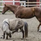 Yrityksen 1 kuva TOLKINKYLÄN RATSASTUSKOULU Muualla luokittelematon huvi- ja virkistystoiminta  Vantaa 18