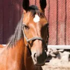 Yrityksen 3 kuva TOLKINKYLÄN RATSASTUSKOULU Muualla luokittelematon huvi- ja virkistystoiminta  Vantaa 18