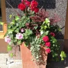 Yrityksen 1 kuva TÖÖLÖNTORIN KUKKA  Helsinki 18