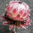 Yrityksen 3 kuva TÖÖLÖNTORIN KUKKA  Helsinki 18