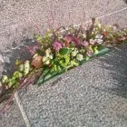 Yrityksen 6 kuva TÖÖLÖNTORIN KUKKA  Helsinki 18