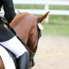 Yrityksen 1 kuva TRANS HORSES KY  Vantaa 18