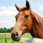Yrityksen 2 kuva TRANS HORSES KY  Vantaa 18