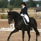 Yrityksen 3 kuva TRANS HORSES KY  Vantaa 18