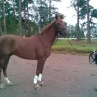 Yrityksen 4 kuva TRANS HORSES KY  Vantaa 18