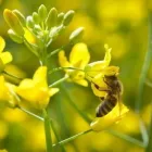 Yrityksen 1 kuva TRIFOL OY Vihannesten viljely avomaalla (pl. peruna ja sokerijuurikas)  Sievi 14