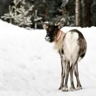 Yrityksen 1 kuva TUMLARE CORPORATION OY AB Matkatoimistojen toiminta  Helsinki 18