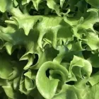 Yrityksen 3 kuva VIHANNESLINJA OY  Tampere 11