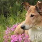 Yrityksen 1 kuva YLIVIESKAN LEMMIKKIELÄINHOITOLA KY Lemmikkieläinten, niiden ruokien ja tarvikkeiden vähittäiskauppa  Ylivieska 14