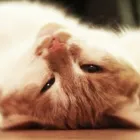 Yrityksen 3 kuva YLIVIESKAN LEMMIKKIELÄINHOITOLA KY Lemmikkieläinten, niiden ruokien ja tarvikkeiden vähittäiskauppa  Ylivieska 14