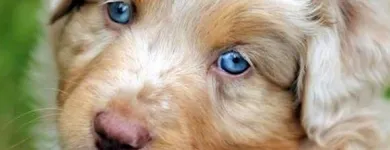 Yrityksen 4 kuva ALFAPET ELÄINLÄÄKÄRIT OY Eläinlääkintäpalvelut  Espoo 18