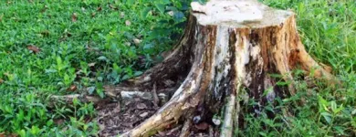 Yrityksen 4 kuva AVUKSI LEO TMI Kiinteistönhoito  Tampere 11