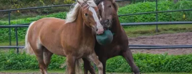 Yrityksen 2 kuva CYPIS OY Vapaa-ajan ja urheiluvälineiden vuokraus ja leasing  Espoo 18
