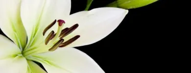 Yrityksen 3 kuva HAUTAUSPALVELU PIETÉT OY Hautaustoimistojen palvelut  Espoo 18