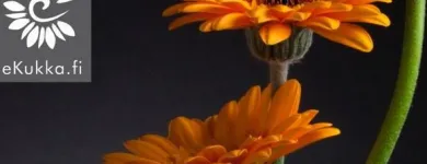 Yrityksen 1 kuva KUKKAKAUPPA AR-KUKKA Kukkien vähittäiskauppa  Seinäjoki 03