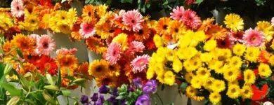 Yrityksen 2 kuva KUKKAKAUPPA LUTUKKA Kukkien vähittäiskauppa  Helsinki 18