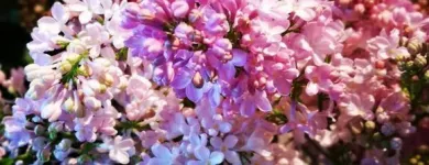 Yrityksen 1 kuva KUKKAKAUPPA MARI HAVIA  Kokkola 07