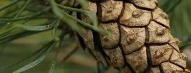 Yrityksen 2 kuva METSÄNHOITOYHDISTYS PYHÄ-KALA NIVALAN TOIMISTO Metsätaloutta palveleva toiminta  Nivala 14