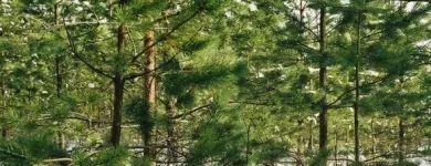 Yrityksen 2 kuva METSÄNHOITOYHDISTYS PYHÄ-KALA PYHÄJOEN TOIMISTO  Pyhäjoki 14