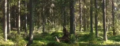 Yrityksen 4 kuva METSÄNHOITOYHDISTYS PYHÄ-KALA PYHÄJOEN TOIMISTO  Pyhäjoki 14